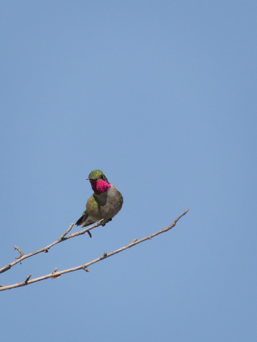 Broad-tailed Hummingbird - ML348291341