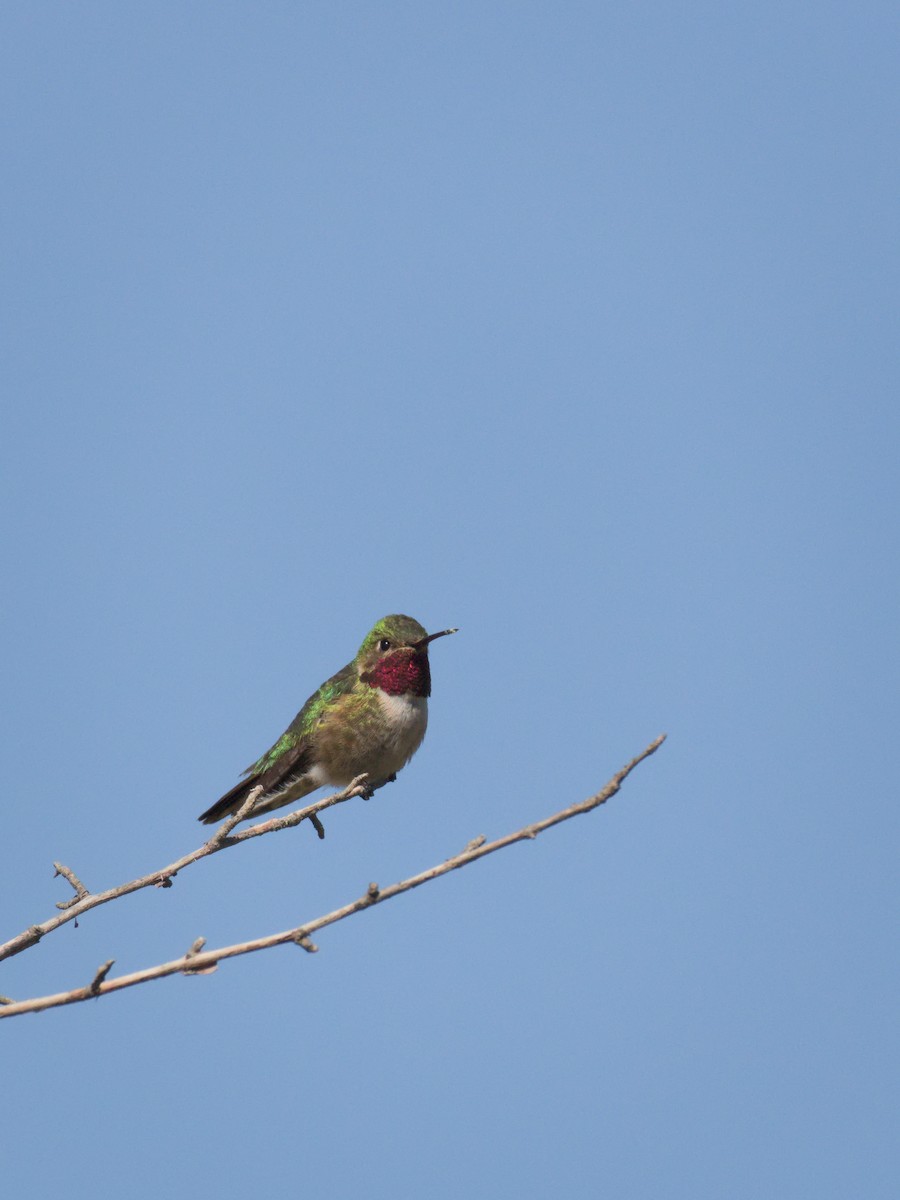 Broad-tailed Hummingbird - ML348291351