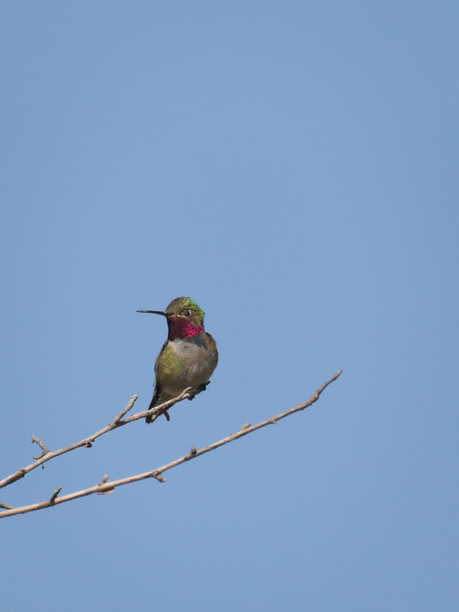 Broad-tailed Hummingbird - ML348291371