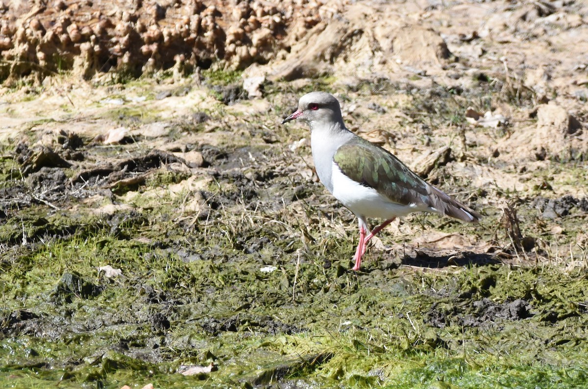 Andean Lapwing - ML348295811