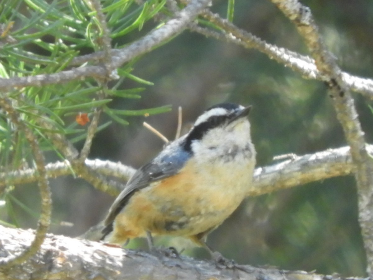Red-breasted Nuthatch - ML348296331