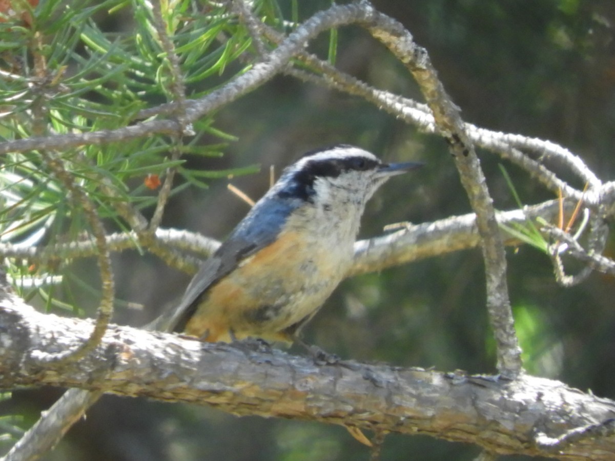 Red-breasted Nuthatch - ML348296361