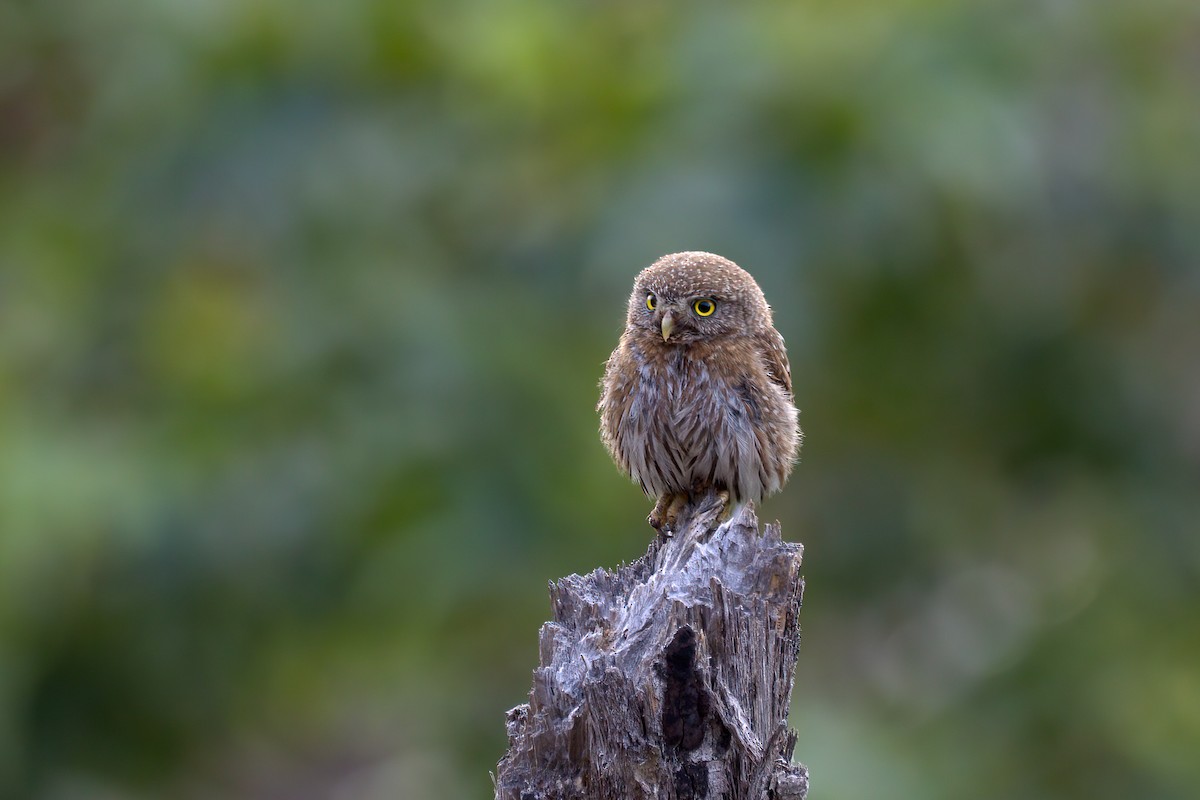 Northern Pygmy-Owl - ML348298241