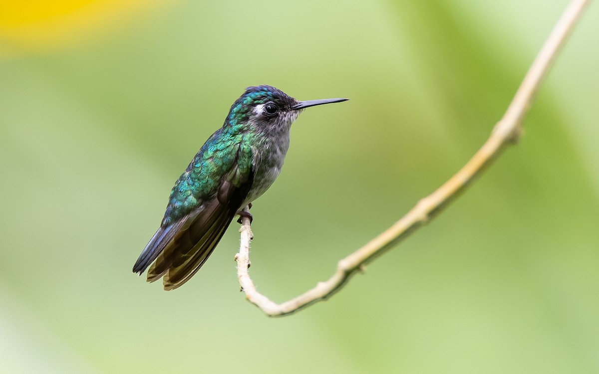 Violet-headed Hummingbird - Blake Matheson