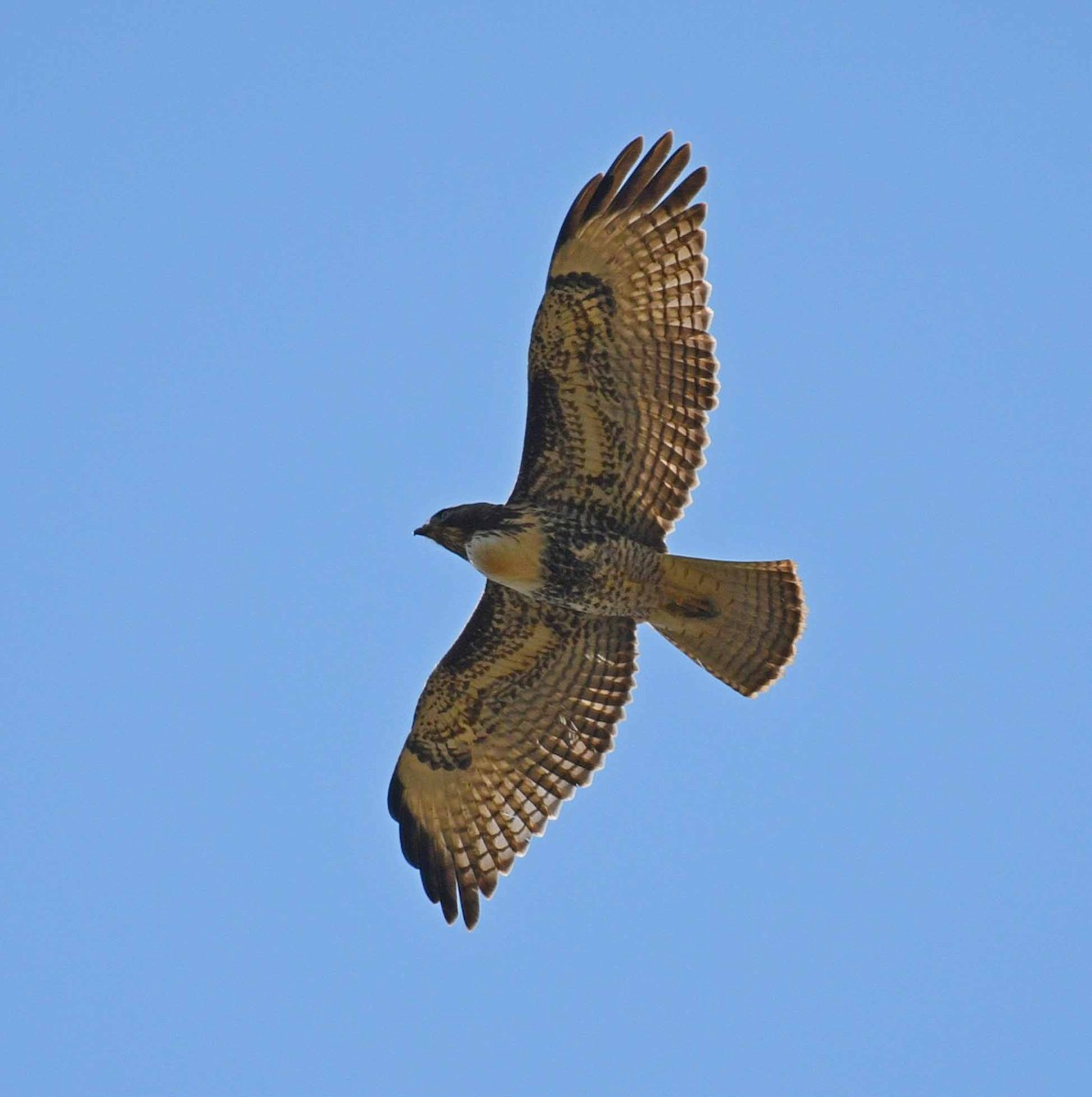 Red-tailed Hawk - ML34829931