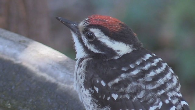 Nuttall's Woodpecker - ML348301381