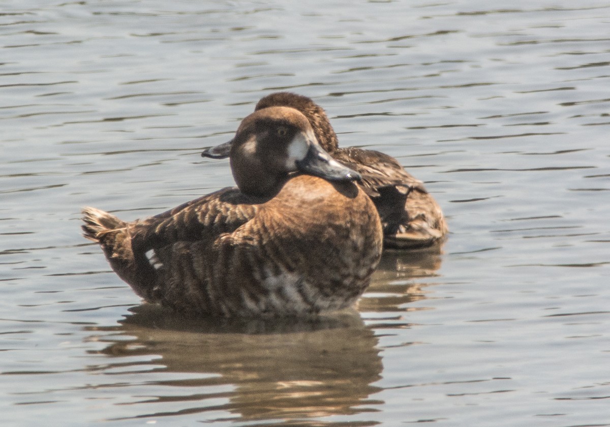 Greater Scaup - ML348301681