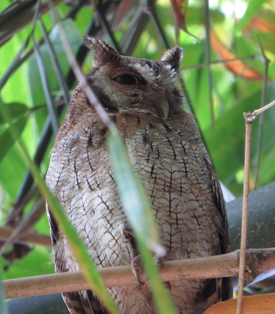 Tropical Screech-Owl - Nick Bayly (SELVA)