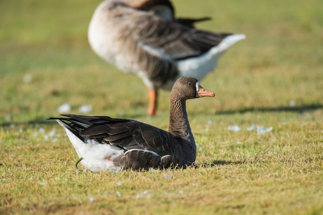 Greater White-fronted Goose