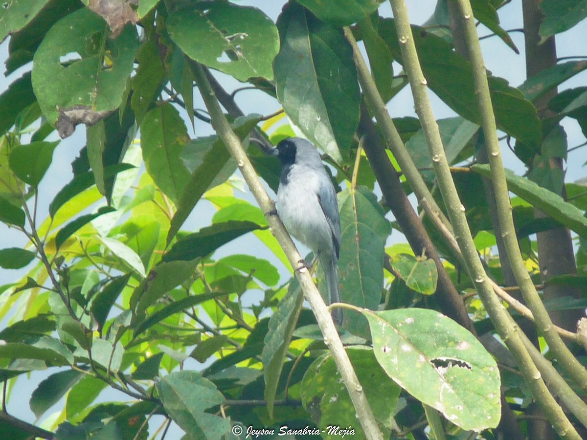 Black-faced Tanager - ML348318931