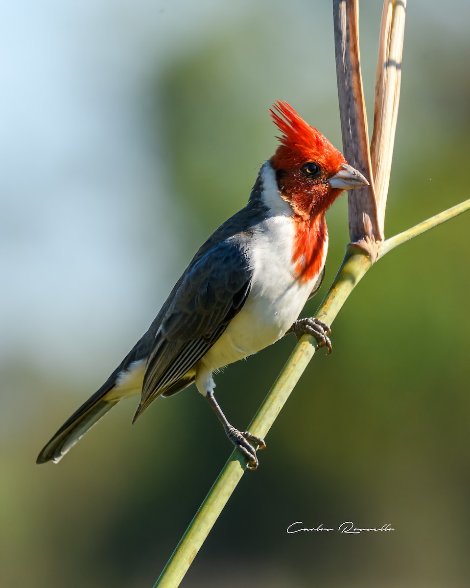 Red-crested Cardinal - Carlos Rossello