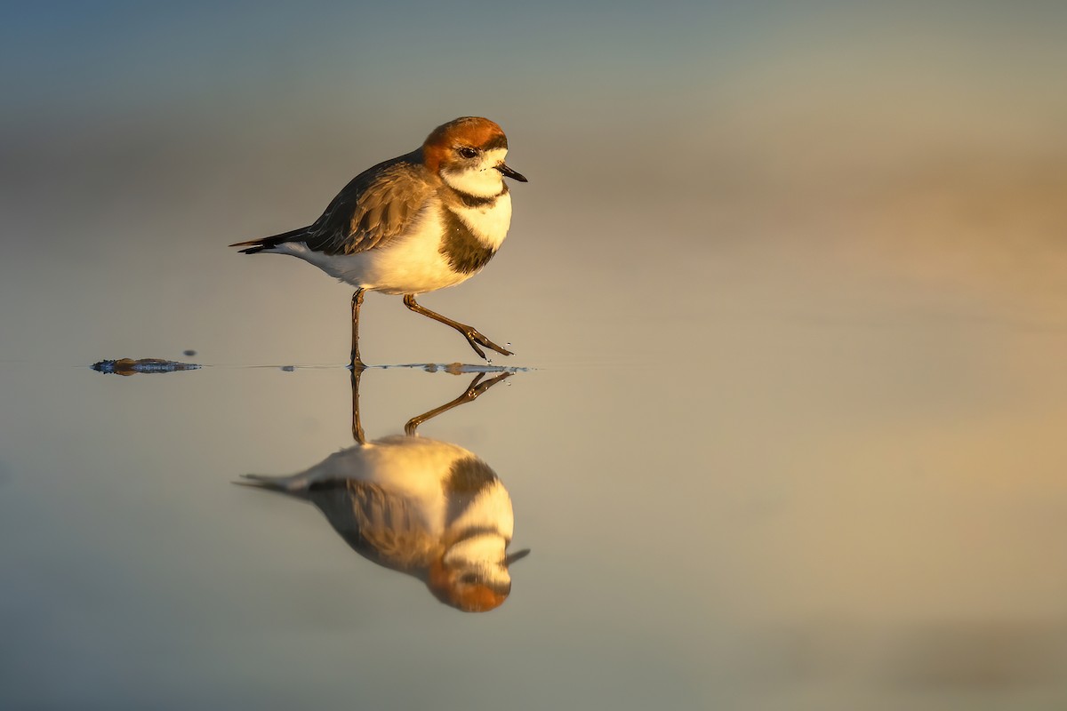 Two-banded Plover - Luciano Massa
