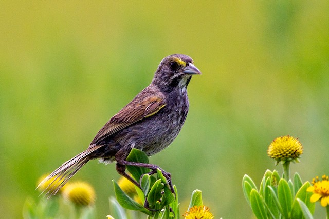 Lateral view (subspecies <em class="SciName notranslate">macgillivraii</em>). - Seaside Sparrow - 