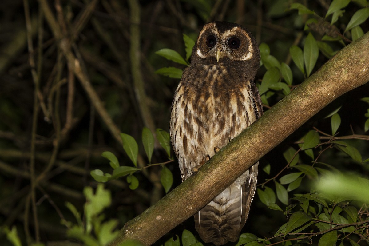 Mottled Owl - Dante Meller