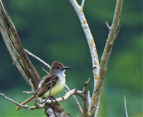 Brown-crested Flycatcher - eBird