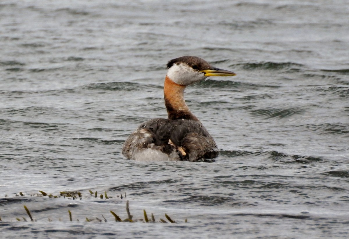 Red-necked Grebe - Sophia Wong