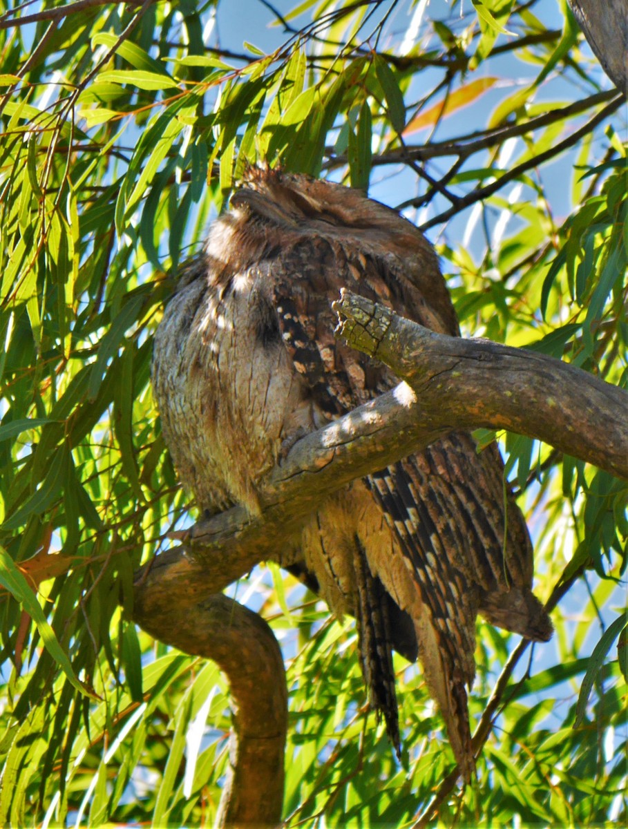 Tawny Frogmouth - Annette Foy