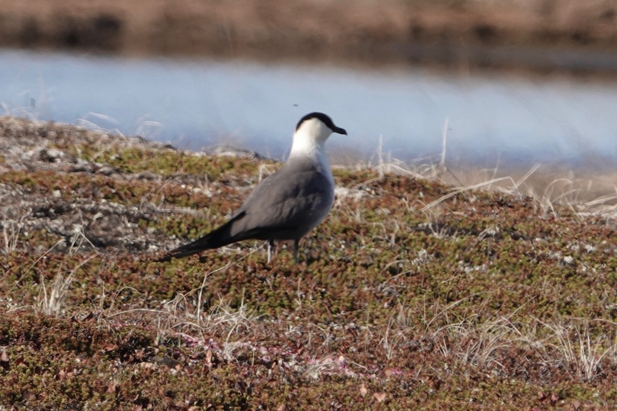 Long-tailed Jaeger - Dave Williams