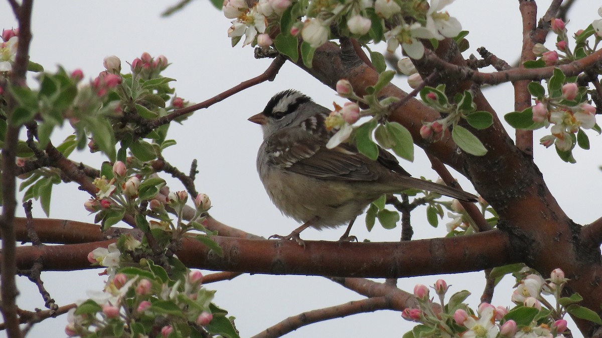 White-crowned Sparrow (oriantha) - ML348339831