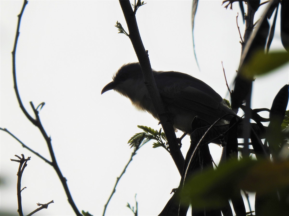 Mangrove Cuckoo - ML348357051