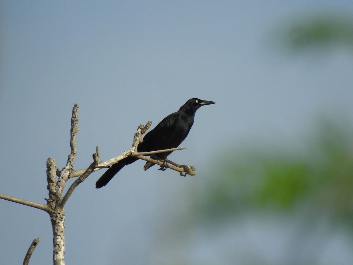 Great-tailed Grackle - ML348358241