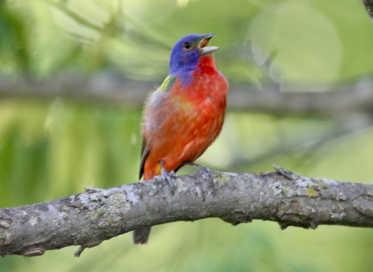 Painted Bunting - ML348358441