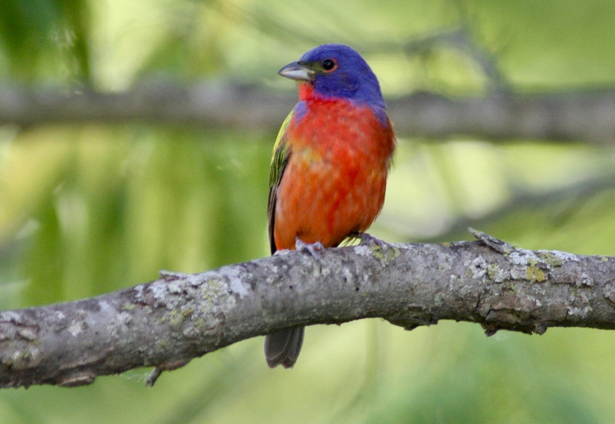 Painted Bunting - ML348358471