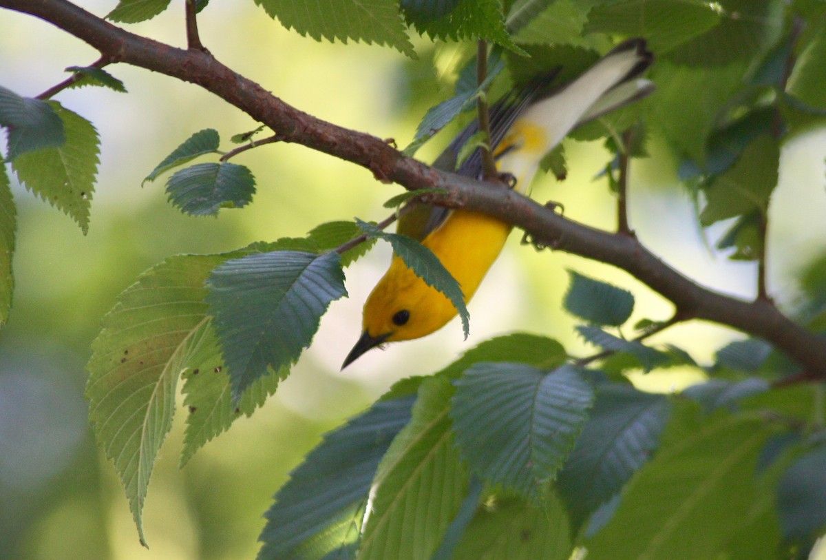 Prothonotary Warbler - ML348362061