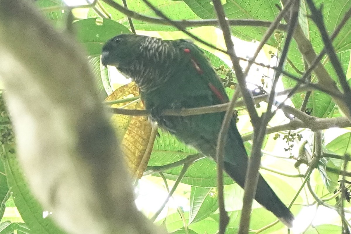 Maroon-tailed Parakeet - ML348364461