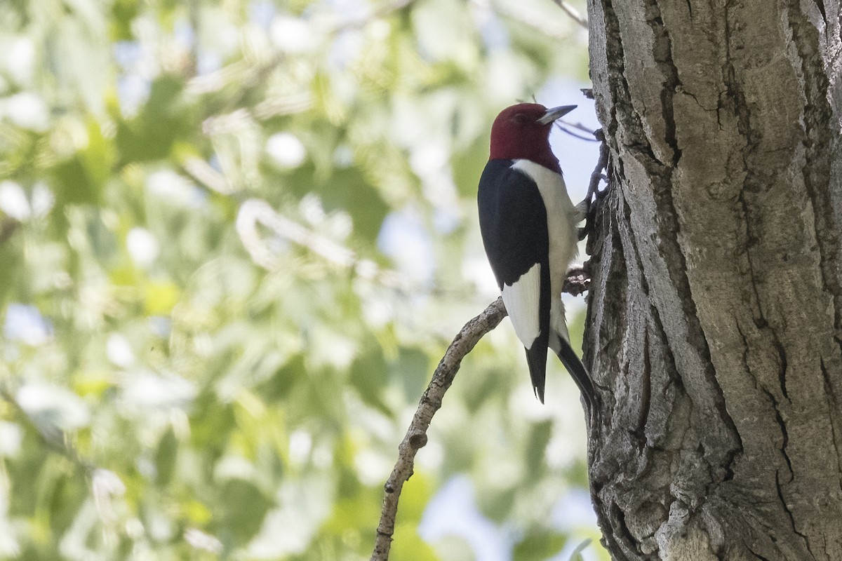 Red-headed Woodpecker - Robert Lockett