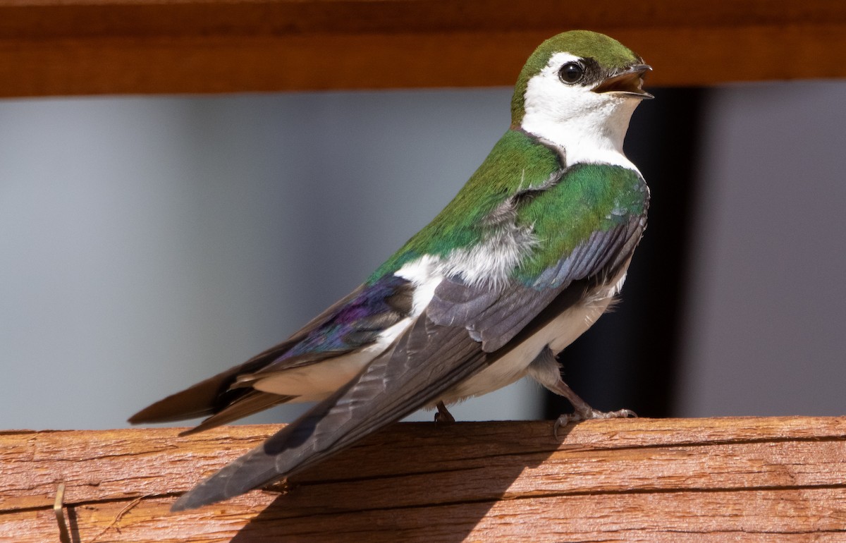 Violet-green Swallow - Liam Huber