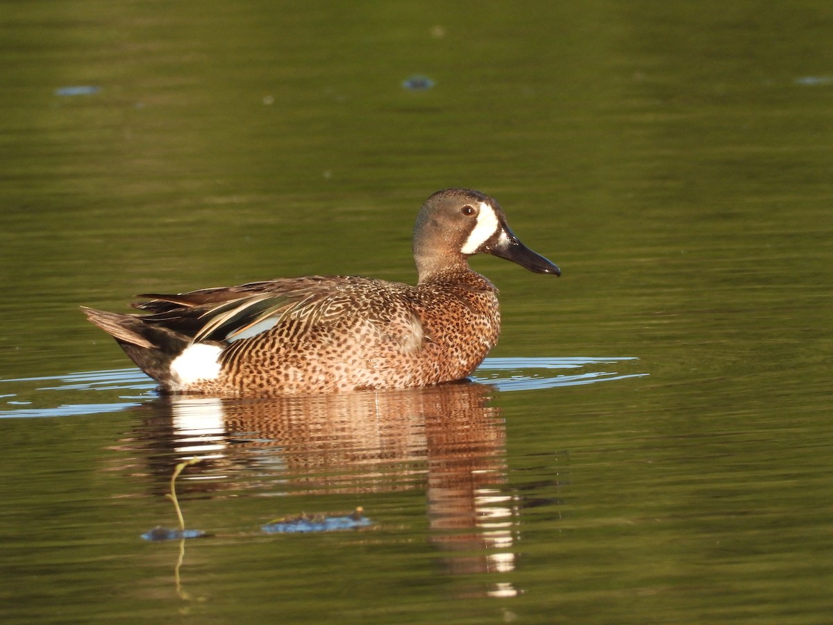 Blue-winged Teal - Randy Smith