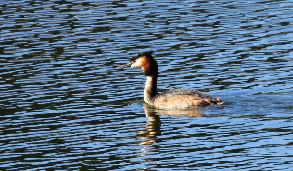 Great Crested Grebe - ML34837481