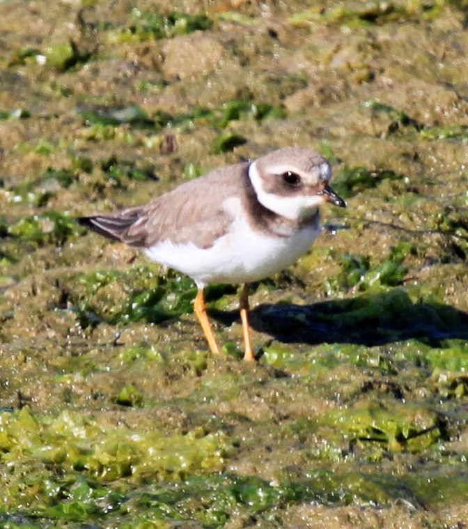 Common Ringed Plover - ML34837861