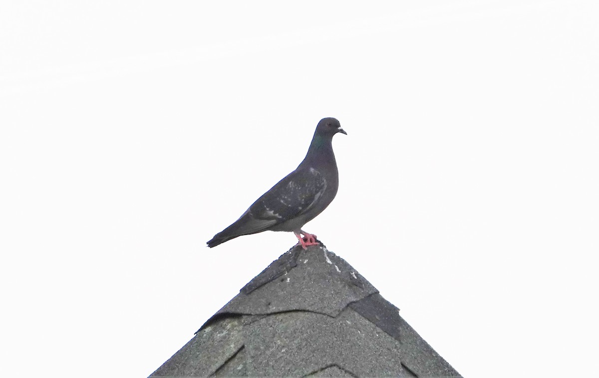 Rock Pigeon (Feral Pigeon) - ML348389011