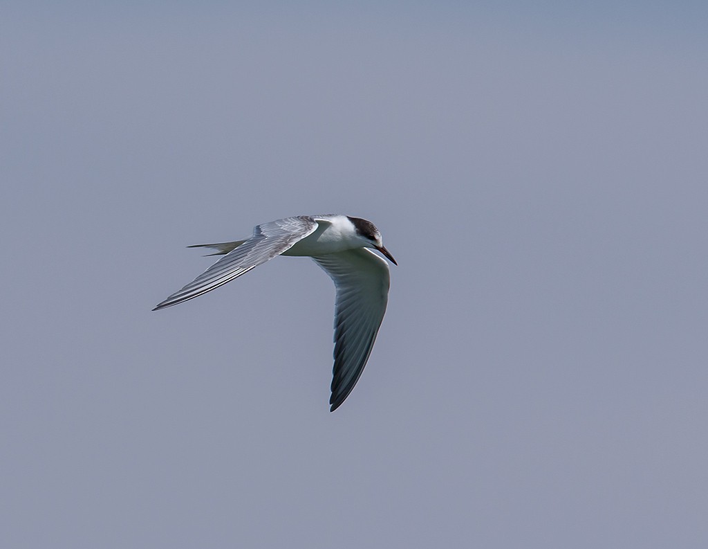 Common Tern - ML34838911
