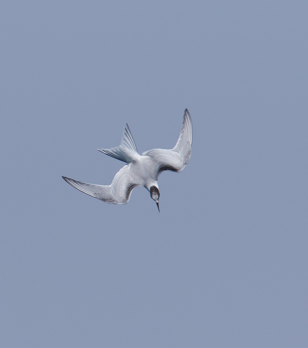 Common Tern - Gary Woods