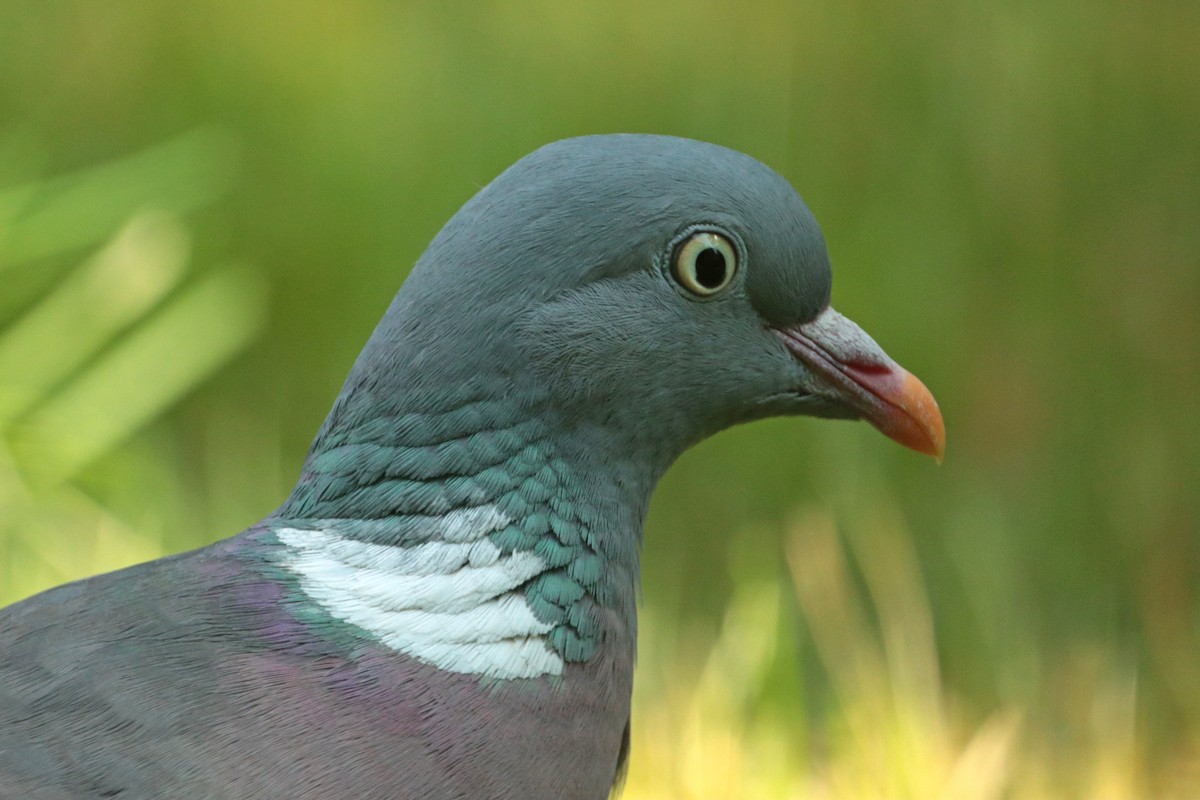 Common Wood-Pigeon - Letty Roedolf Groenenboom