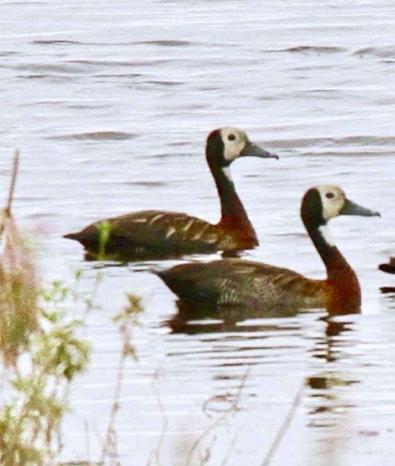 White-faced Whistling-Duck - Connie Lintz