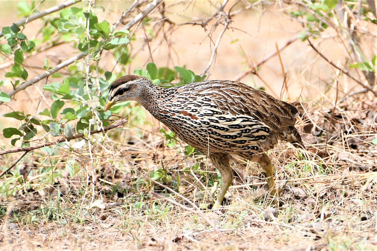 Double-spurred Francolin - ML348396821