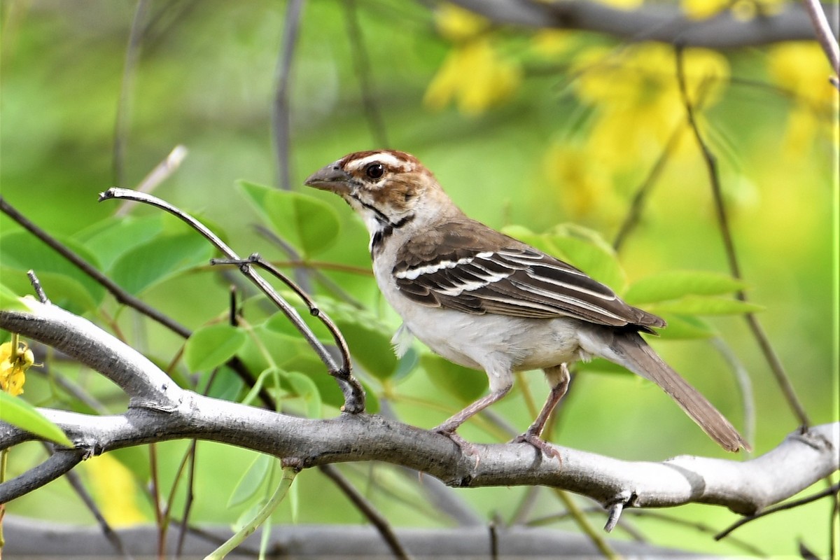 Chestnut-crowned Sparrow-Weaver - ML348397141