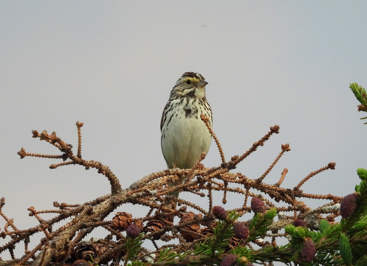 Savannah Sparrow - ML348398391