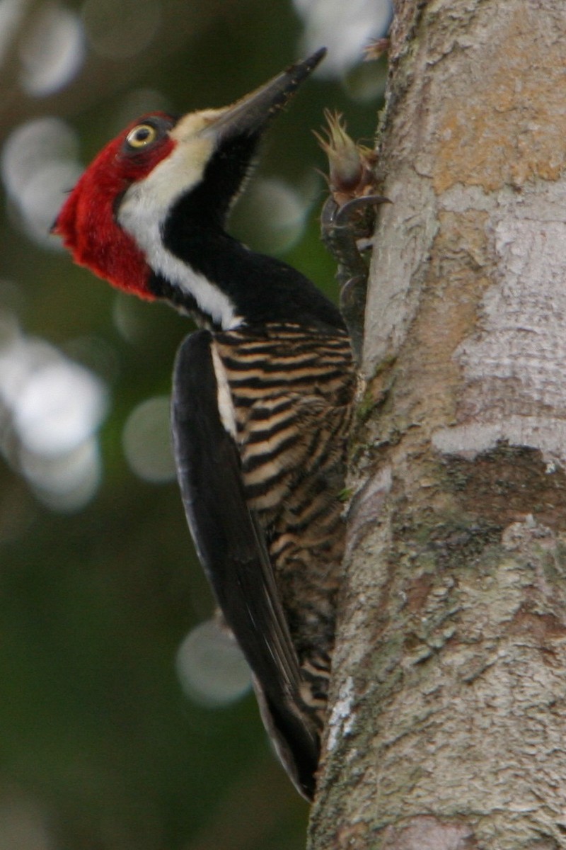 Crimson-crested Woodpecker - Toby Sackton