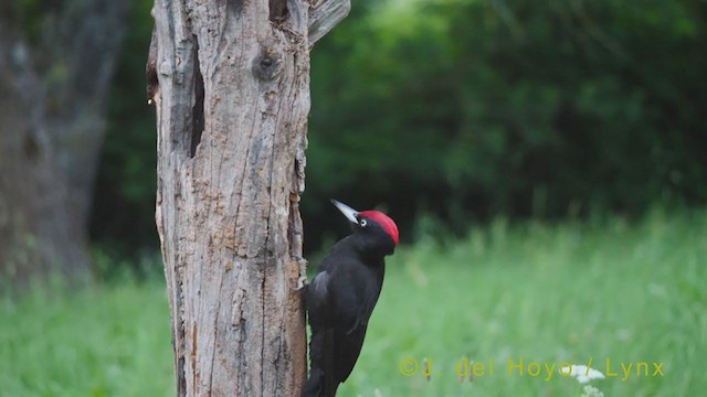 Black Woodpecker - ML348406631