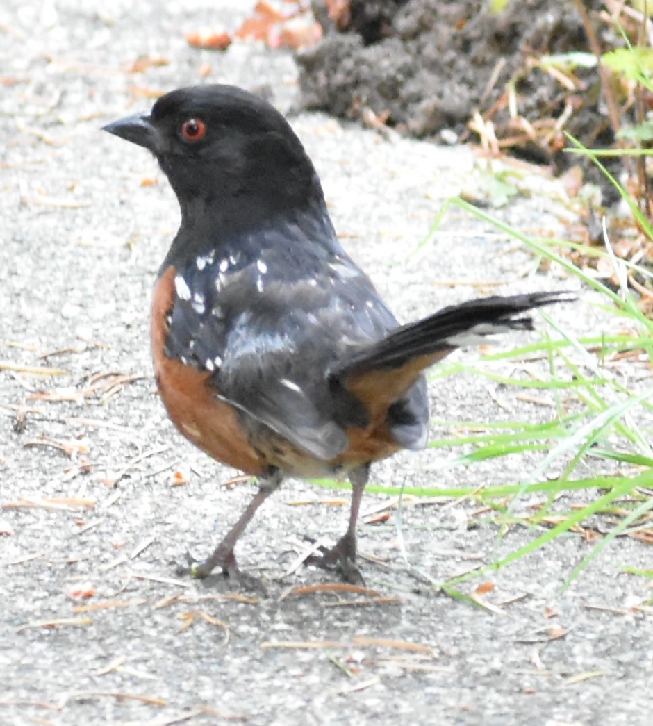 Spotted Towhee - ML348410371