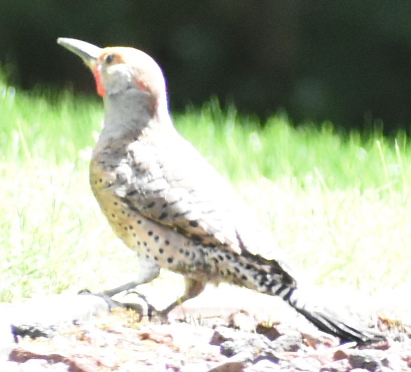 Northern Flicker (Yellow-shafted x Red-shafted) - ML348410871