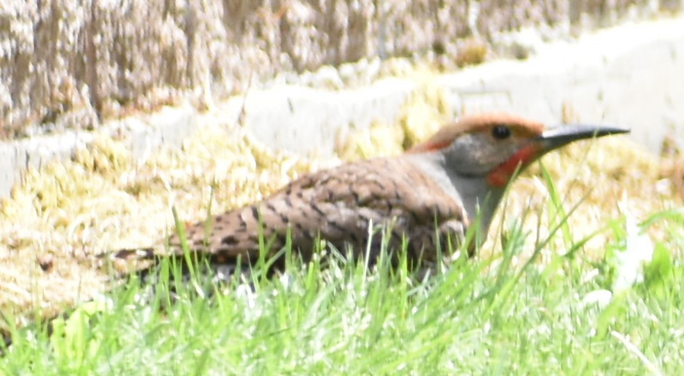 Northern Flicker (Yellow-shafted x Red-shafted) - ML348410881