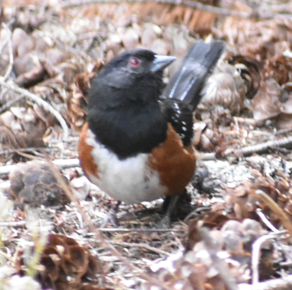 Spotted Towhee - ML348410921