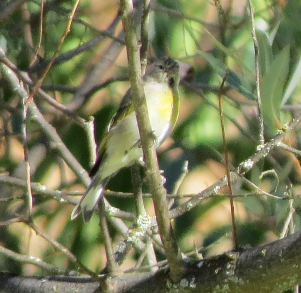 Lawrence's Goldfinch - ML34841191
