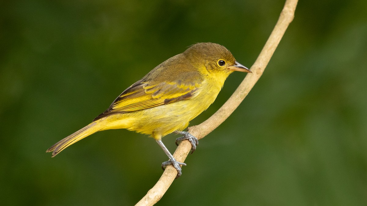 Yellow-backed Tanager - ML348412901